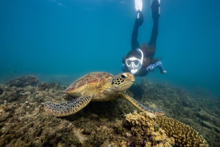 Fitzroy Island Day Trip: Snorkel Nudey Beach & Return Ferry from Cairns
