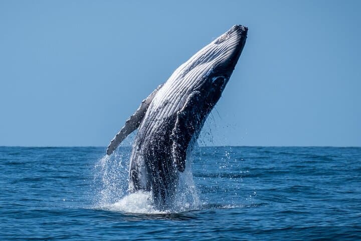 Moorea Whale Watching: Half-Day Humpback & Lagoon Wildlife Cruise photo 2