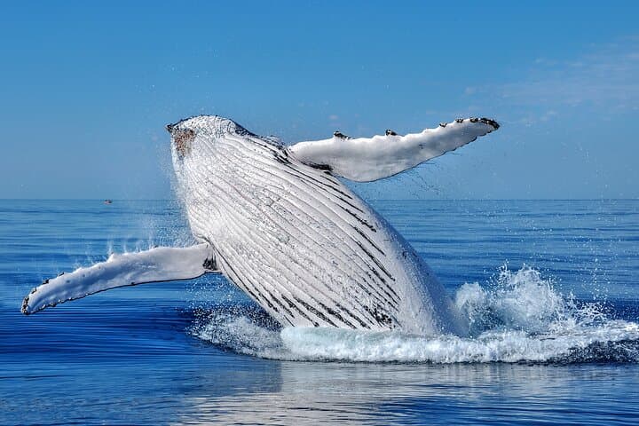 Moorea Whale Watching: Half-Day Humpback & Lagoon Wildlife Cruise photo 3