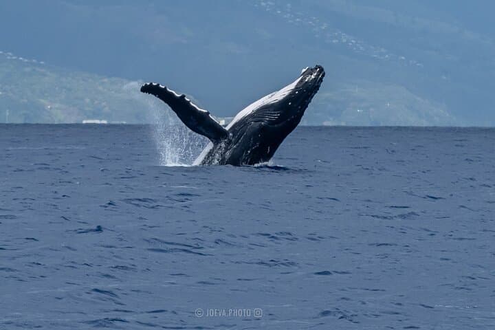 Moorea Whale Watching: Half-Day Humpback & Lagoon Wildlife Cruise photo 4