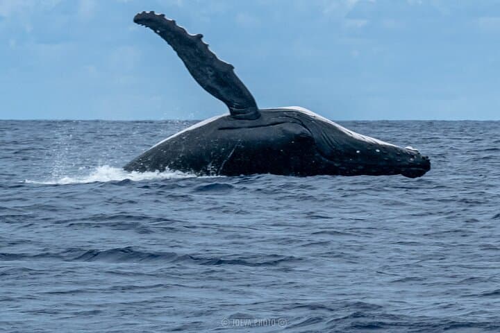 Moorea Whale Watching: Half-Day Humpback & Lagoon Wildlife Cruise photo 5
