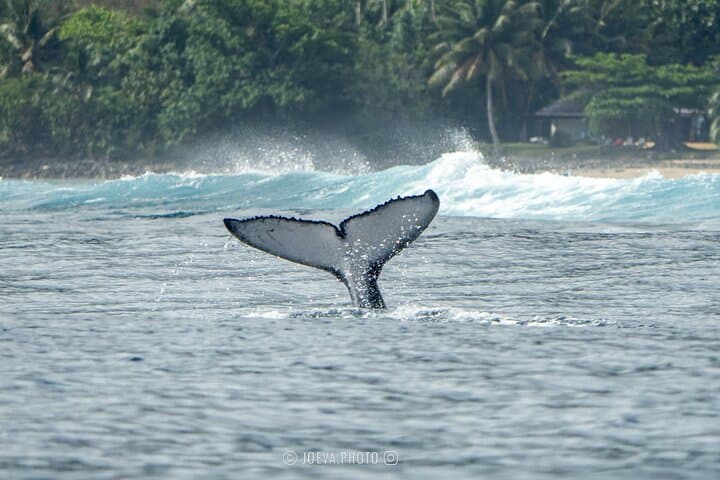 Moorea Whale Watching: Half-Day Humpback & Lagoon Wildlife Cruise photo 6
