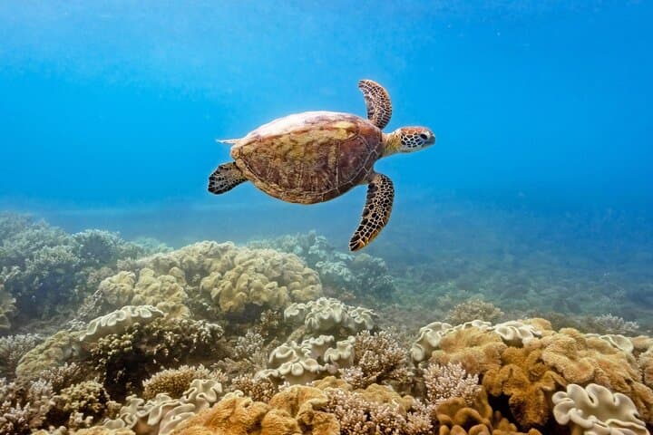 Half-Day Fitzroy Island Snorkel Tour with Return Ferry from Cairns photo 5