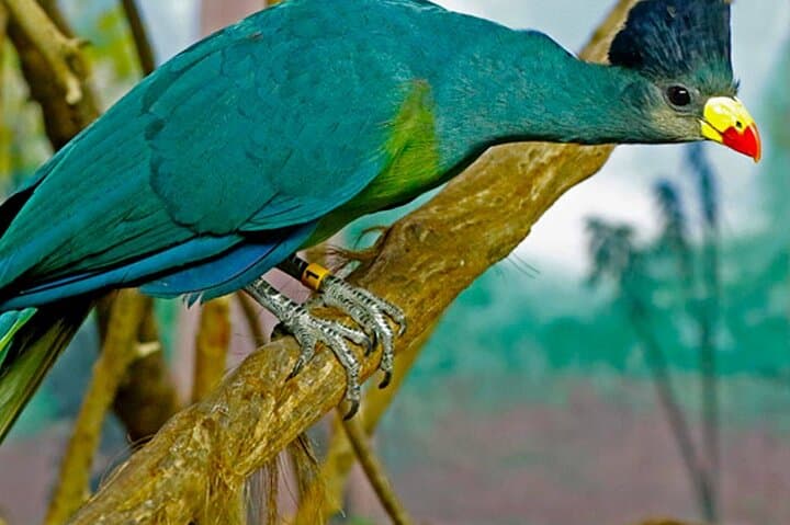 7-Day Birding Safari Uganda: Shoebill, Murchison Falls & Kibale Forest photo 4