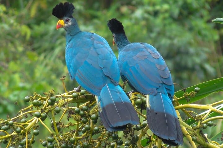 7-Day Birding Safari Uganda: Shoebill, Murchison Falls & Kibale Forest photo 5