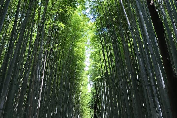 Arashiyama Walking Tour: Bamboo Grove, Temples & Hidden Kyoto photo 2