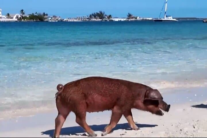 Swimming Pigs & Rainbow Reef Snorkel — Nassau Beach and Harbor Cruise photo 2