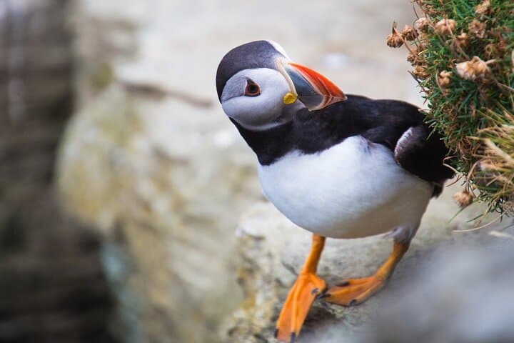 Self-Guided Orkney Taxi Tour: Skara Brae, Ring of Brodgar & Yesnaby Cliffs