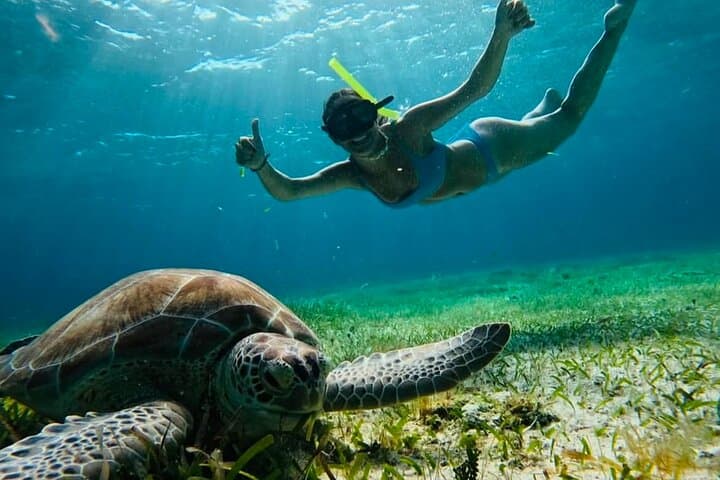 Swim with Turtles & Explore a Cenote: Akumal Private Snorkel Tour