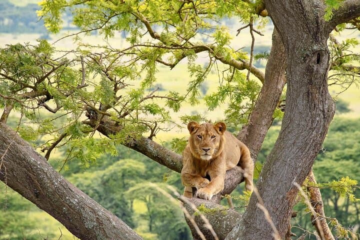 7-Day Uganda Gorilla and Chimp Trekking with Nile White-Water Rafting photo 5