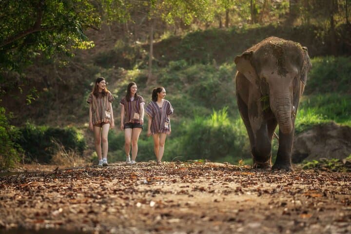 Elephant Sanctuary and Thai Cooking Experience in Chiang Mai photo 2