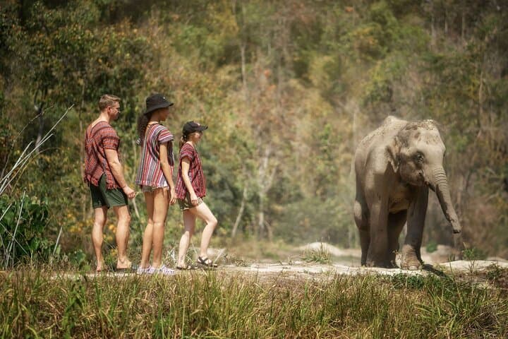 Elephant Sanctuary and Thai Cooking Experience in Chiang Mai photo 3