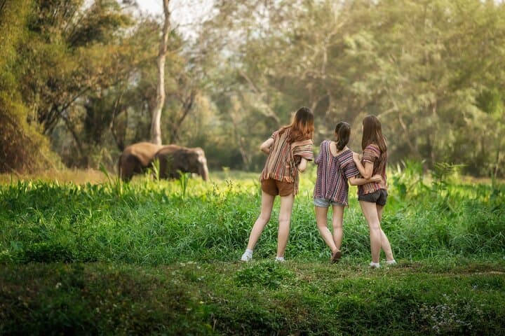 Elephant Sanctuary and Thai Cooking Experience in Chiang Mai photo 4