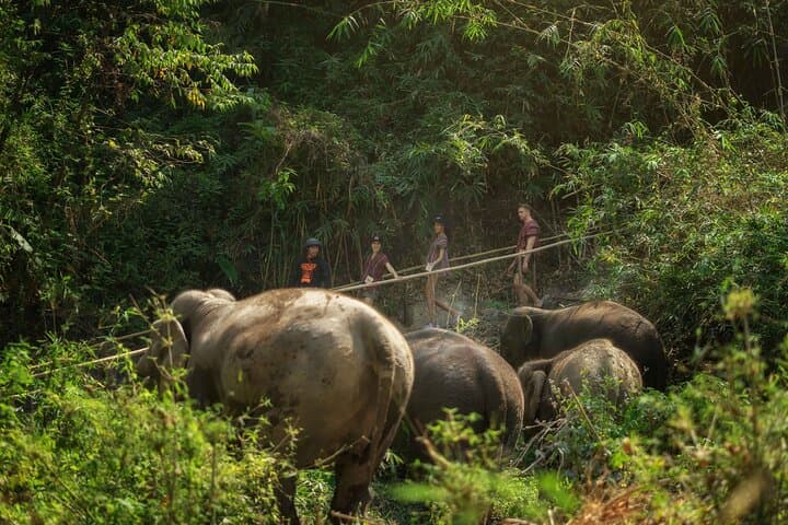Elephant Sanctuary and Thai Cooking Experience in Chiang Mai photo 5