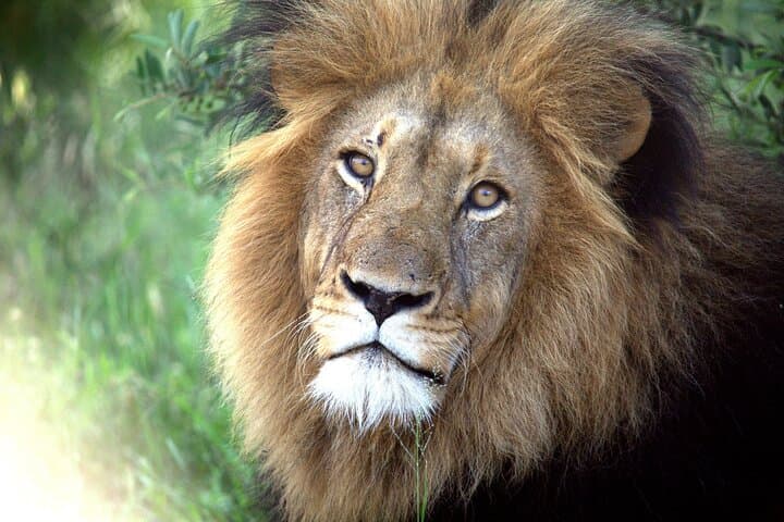 Addo Elephant National Park Private Safari from Port Elizabeth