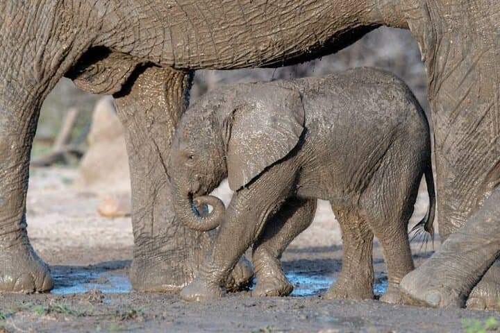 Addo Elephant National Park Private Safari from Port Elizabeth photo 2