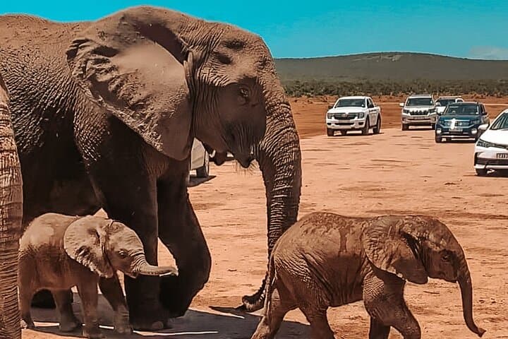 Addo Elephant National Park Private Safari from Port Elizabeth photo 5