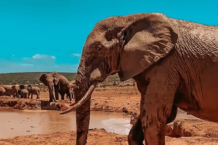 Addo Elephant National Park Private Safari from Port Elizabeth photo 6
