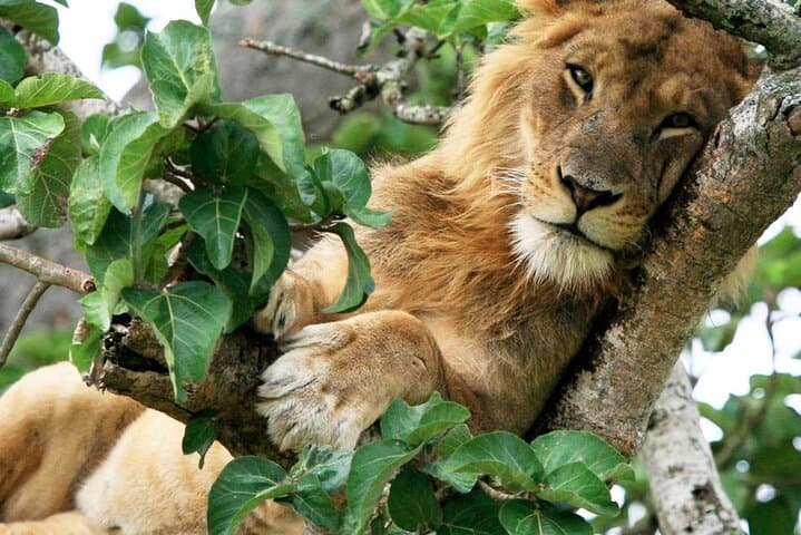 11-Day Big Five: Gorillas, Chimpanzees & Classic Uganda Safari photo 4