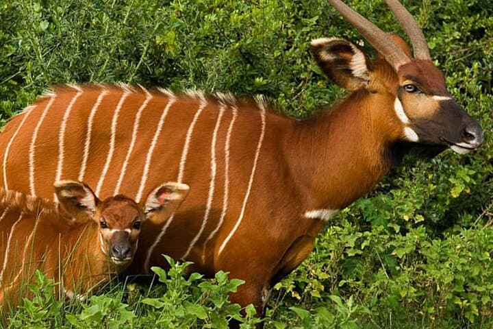 Aberdares Luxury Lodge Safari: Night Wildlife Viewing at Treetops & The Ark photo 6