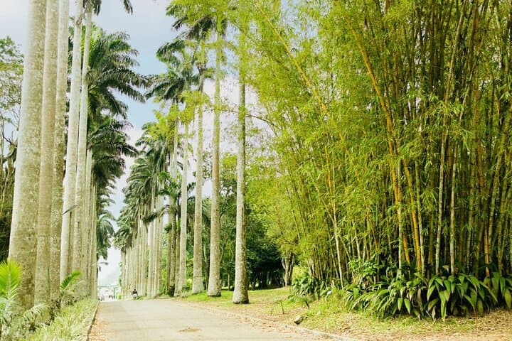 Aburi Botanical Gardens & Aburi Craft Village: Accra Day Trip to Ghana's Hilltop Garden