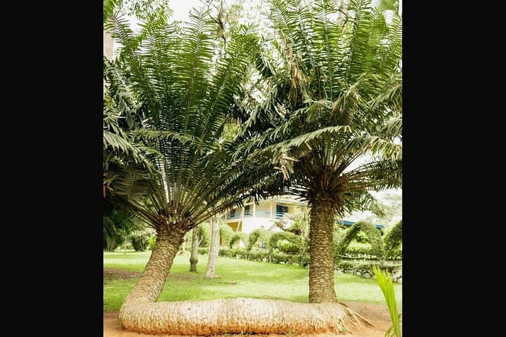 Aburi Botanical Gardens & Aburi Craft Village: Accra Day Trip to Ghana's Hilltop Garden photo 4