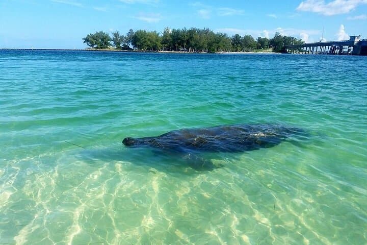 Kayaking Sarasota Bay: Coastal Wildlife Tour from Longboat Key photo 3