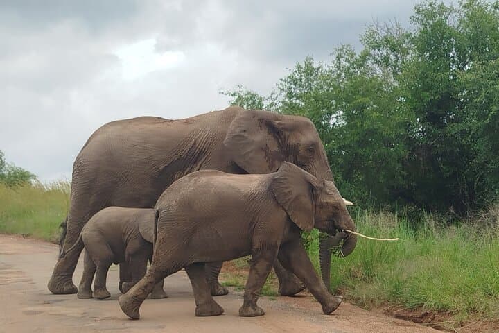 Pilanesberg Open Safari: 6-Hour Big Five Game Drive from Sun City photo 2