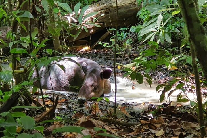 one-day-tour-to-sirena-station-corcovado-national-park-from-sierpe photo 1