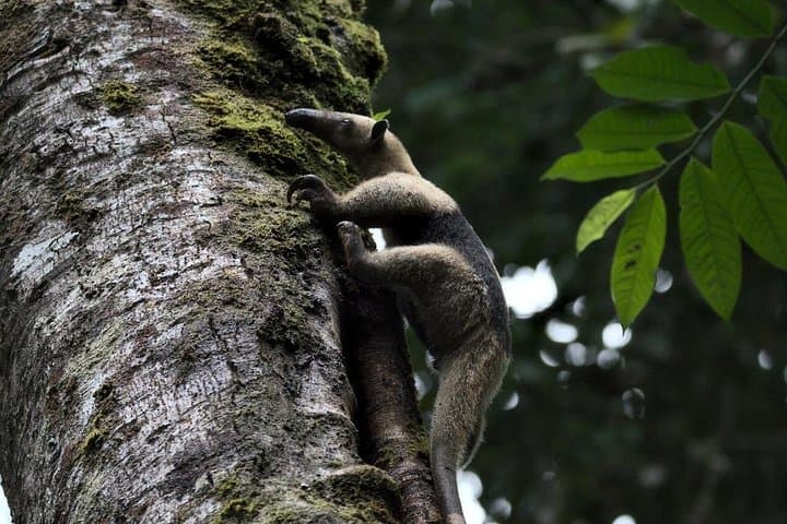 one-day-tour-to-sirena-station-corcovado-national-park-from-sierpe photo 3