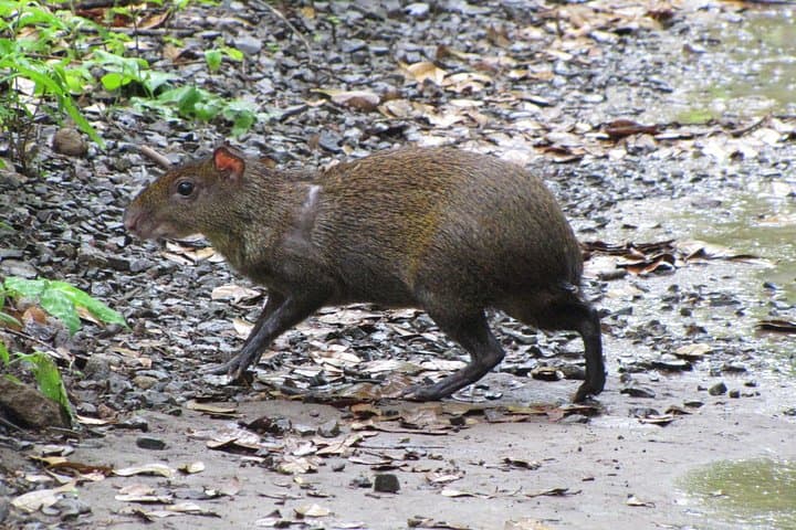 one-day-tour-to-sirena-station-corcovado-national-park-from-sierpe photo 4