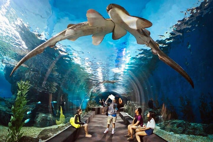 Pattaya Underwater World Tickets — Walk the 105m Ocean Tunnel