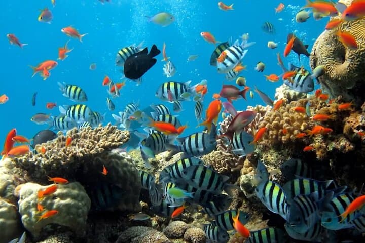 Pattaya Underwater World Tickets — Walk the 105m Ocean Tunnel photo 4