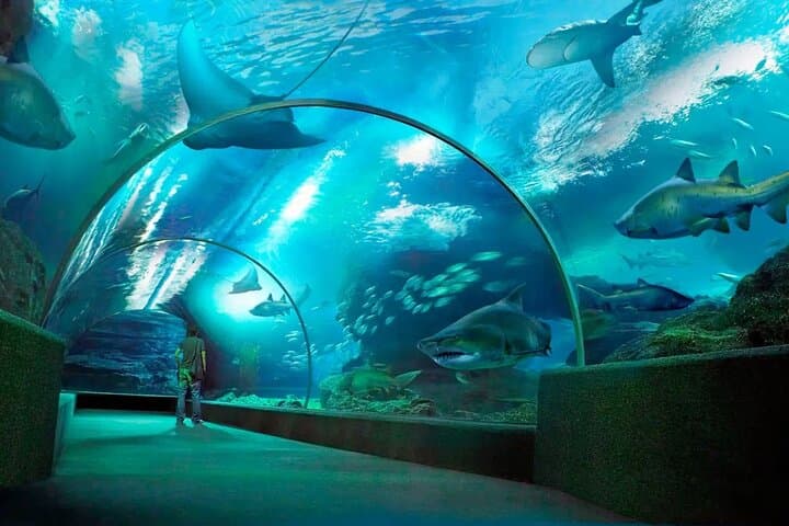 Pattaya Underwater World Tickets — Walk the 105m Ocean Tunnel photo 6