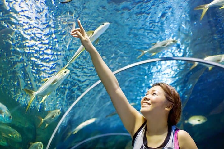 Pattaya Underwater World Tickets — Walk the 105m Ocean Tunnel photo 5