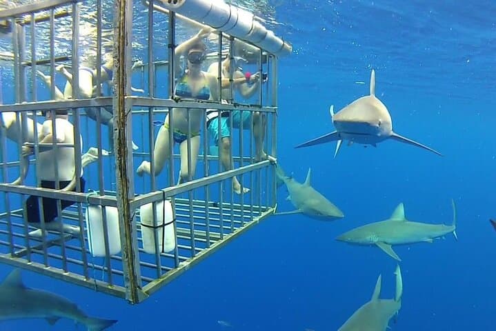 Gansbaai Private Shark Dive Experience: Cage Diving with Great Whites