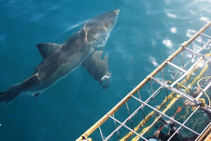 Gansbaai Private Shark Dive Experience: Cage Diving with Great Whites photo 2