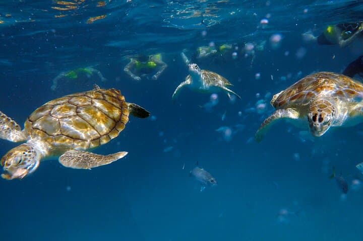 Che’s Early-Morning Snorkel Cruise in Barbados: Turtles & Shipwrecks photo 4