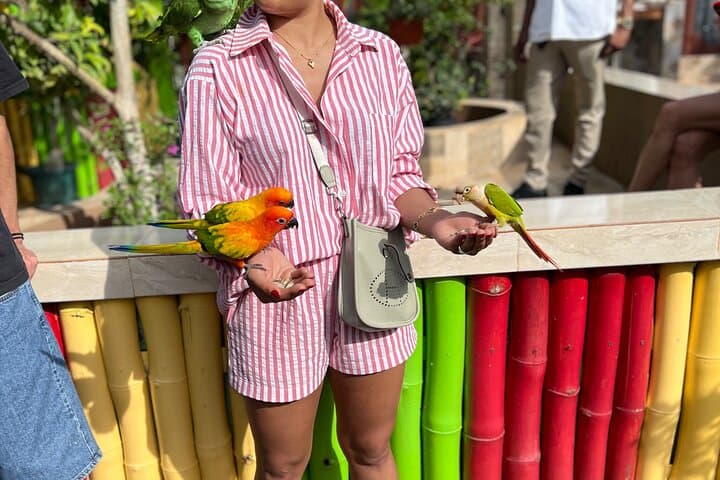 Montego Bay Exotic Bird Farm: Feed, Hold & Photograph Tropical Parrots