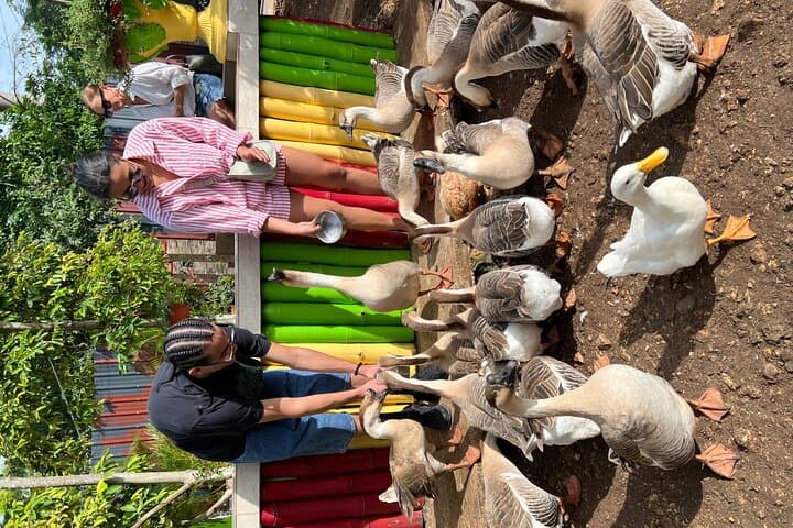 Montego Bay Exotic Bird Farm: Feed, Hold & Photograph Tropical Parrots photo 6