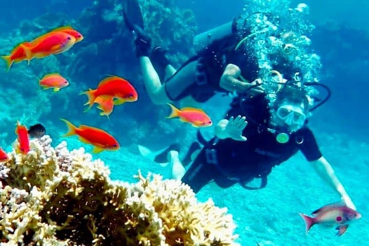 Ras Mohamed & White Island: Red Sea Dive and Snorkel Day Trip from Sharm El Sheikh photo 4
