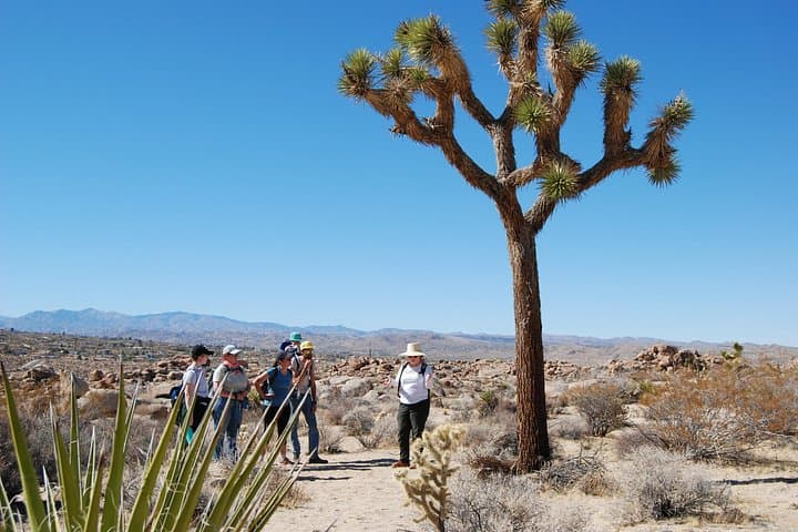 Joshua Tree Natural Wonders Walk — Plants, Wildlife & Desert Geology photo 2
