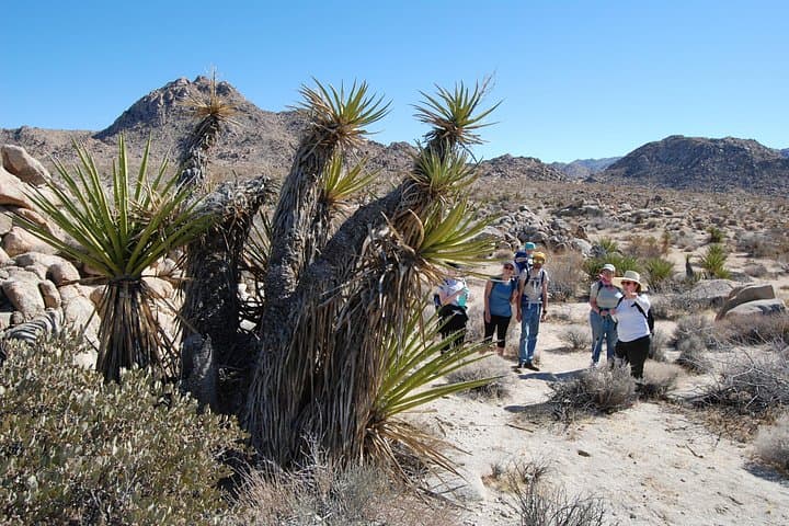 Joshua Tree Natural Wonders Walk — Plants, Wildlife & Desert Geology photo 4