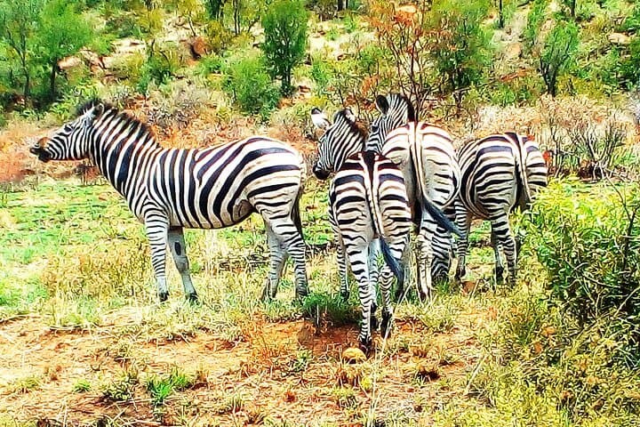 Pilanesberg Open Safari: 6-Hour Big Five Game Drive from Sun City photo 5