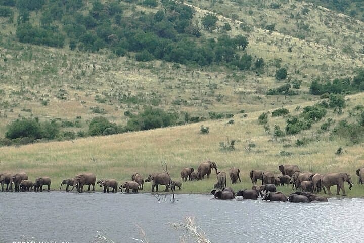 Pilanesberg Open Safari: 6-Hour Big Five Game Drive from Sun City photo 6