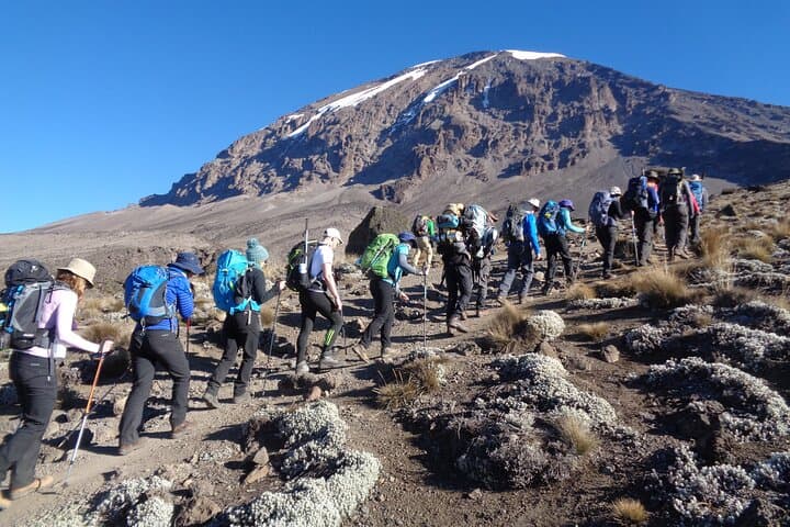7-Day Lemosho Route Kilimanjaro Summit: Private Guided Trek to Uhuru Peak photo 3