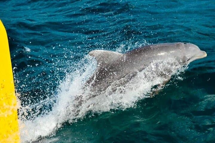 Negril Catamaran Cruise to Rick's Café: Snorkel, Sunset & Open Bar photo 3