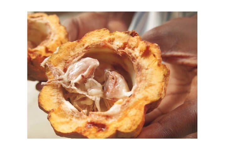 Half-Day Private Island Adventure in Grenada: Chocolate, Grand Etang & Adelphi Falls photo 2