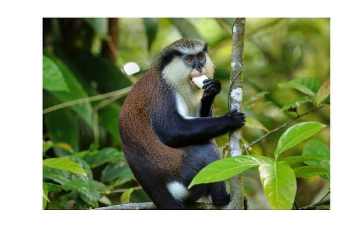 Half-Day Private Island Adventure in Grenada: Chocolate, Grand Etang & Adelphi Falls photo 3