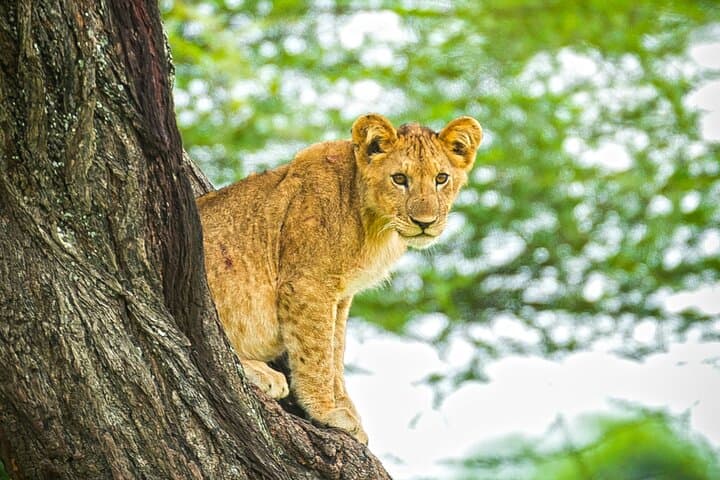 Arusha National Park Game Drive and Walking Tour — Private Day Trip photo 6